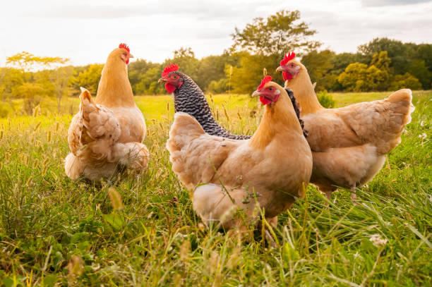 a flock of chickens in search of food late in the day