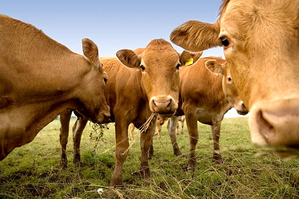 group of curious cows munching on hay.